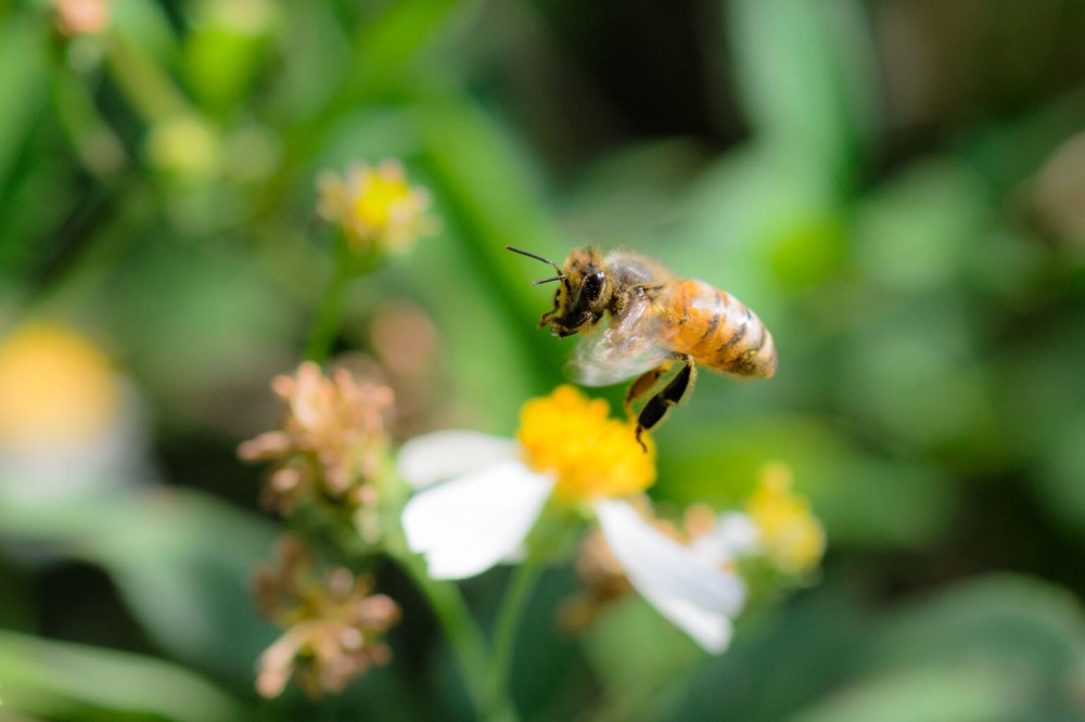 نکات عکاسی ماکرو از زنبورها