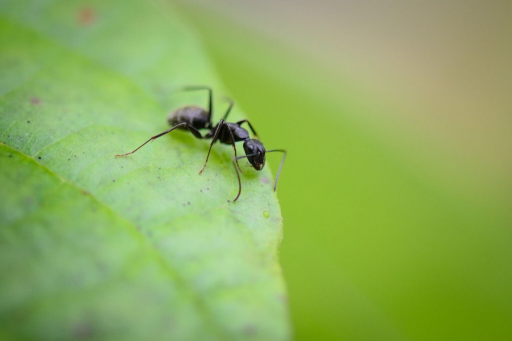 نکات عکاسی ماکرو از مورچه ها و حشرات