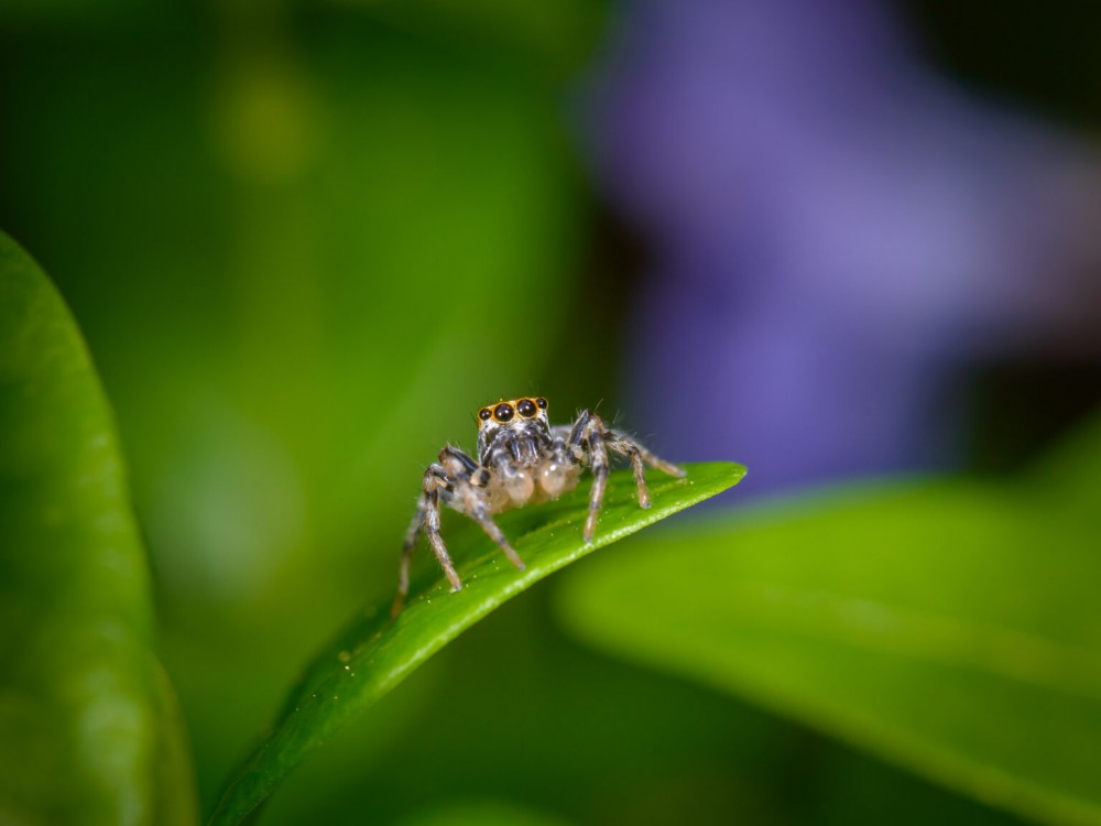 نکات عکاسی ماکرو از عنکبوت ها